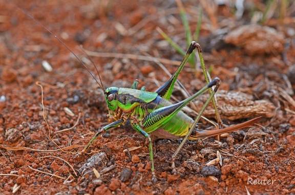 Grüne Strauchschrecke (Eupholidoptera chabrieri)